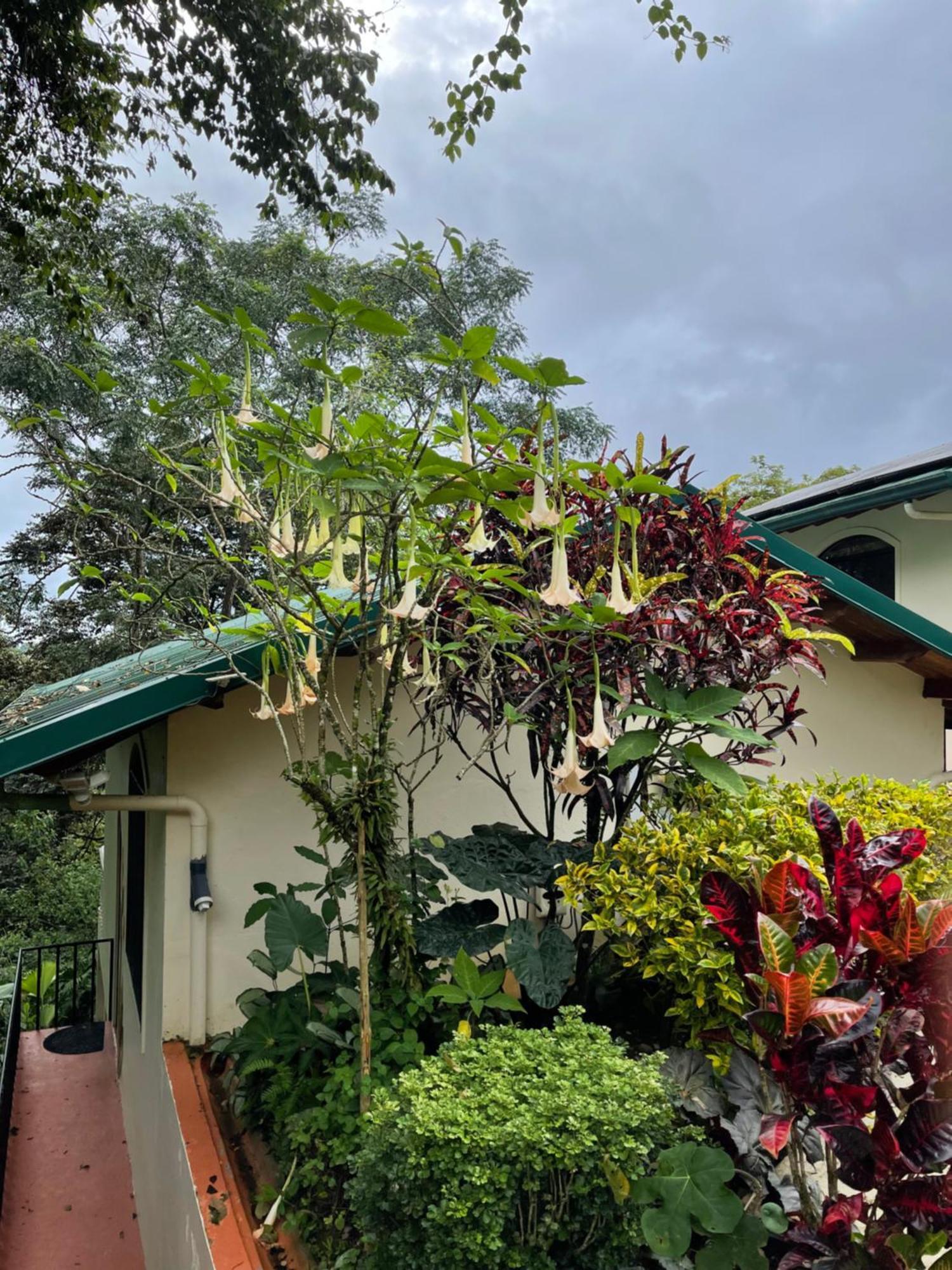 Mango Tree Villas Coronado Luaran gambar